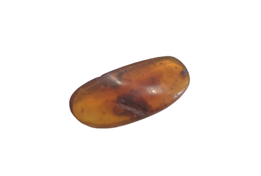 Ambar con inclusión de insecto