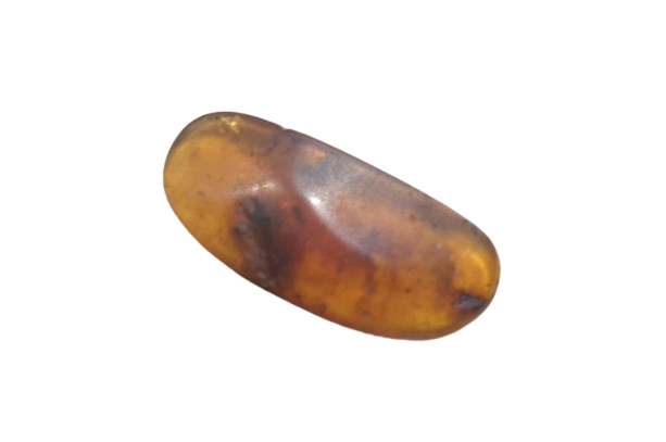 Ambar con inclusión de insecto cinco