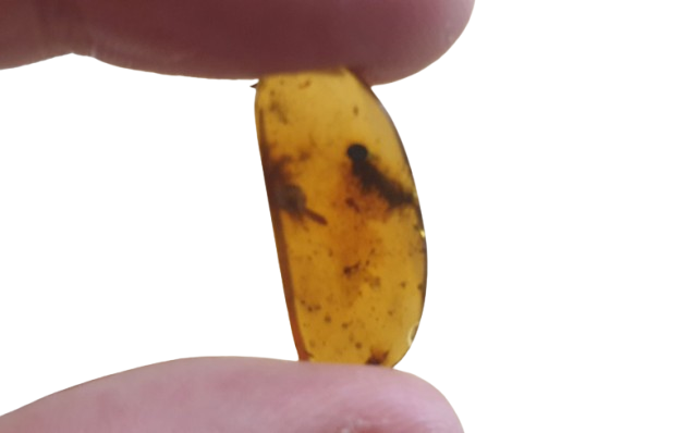 Ambar con inclusión de insecto dos