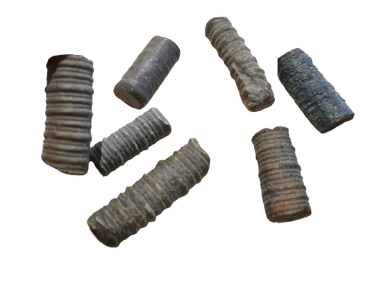 Crinoidea Columnar fosil dos
