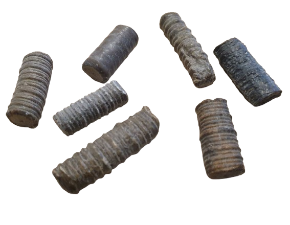 Crinoidea Columnar fosil tres