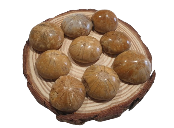 Fosil Dolar de Arena de Madagascar