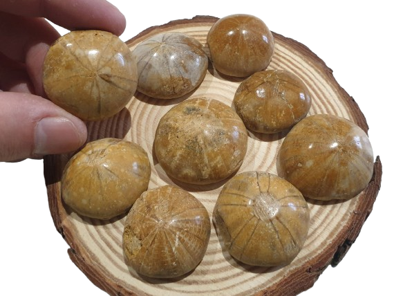 Fosil Dolar de Arena de Madagascar cinco