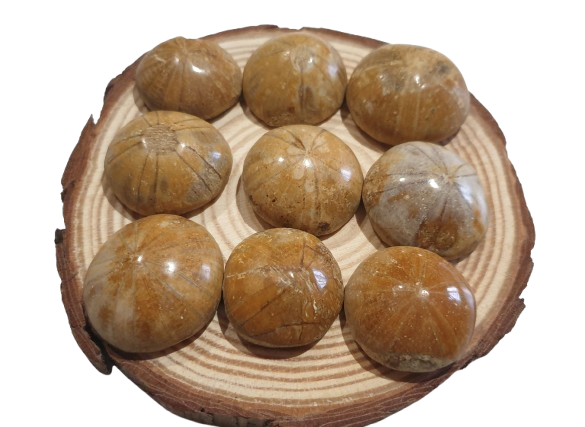 Fosil Dolar de Arena de Madagascar cuatro