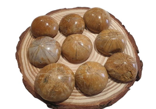 Fosil Dolar de Arena de Madagascar dos