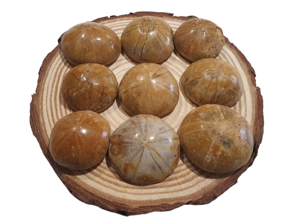 Fosil Dolar de Arena de Madagascar tres