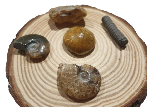 Lote fosiles de Madagascar