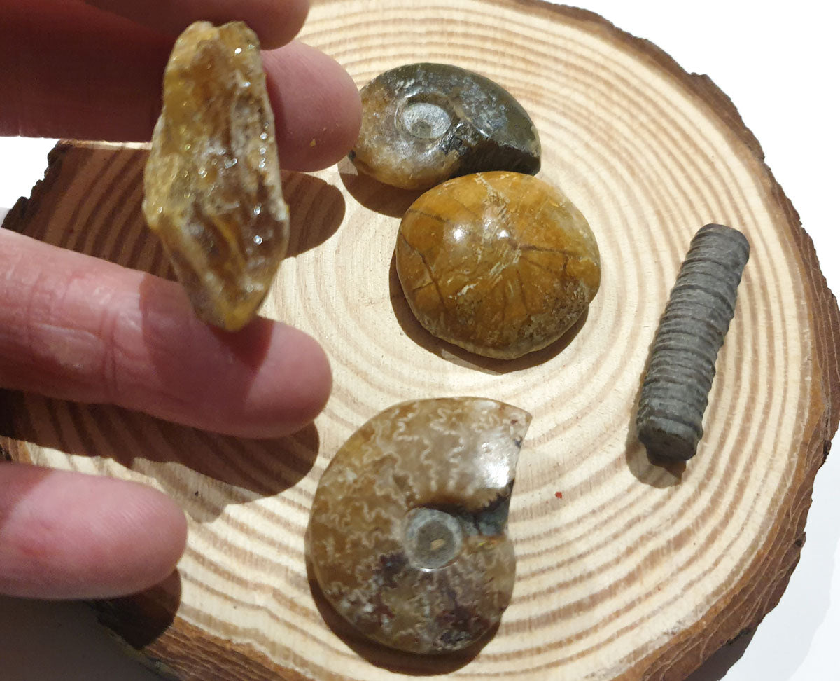 Lote fosiles de Madagascar cinco