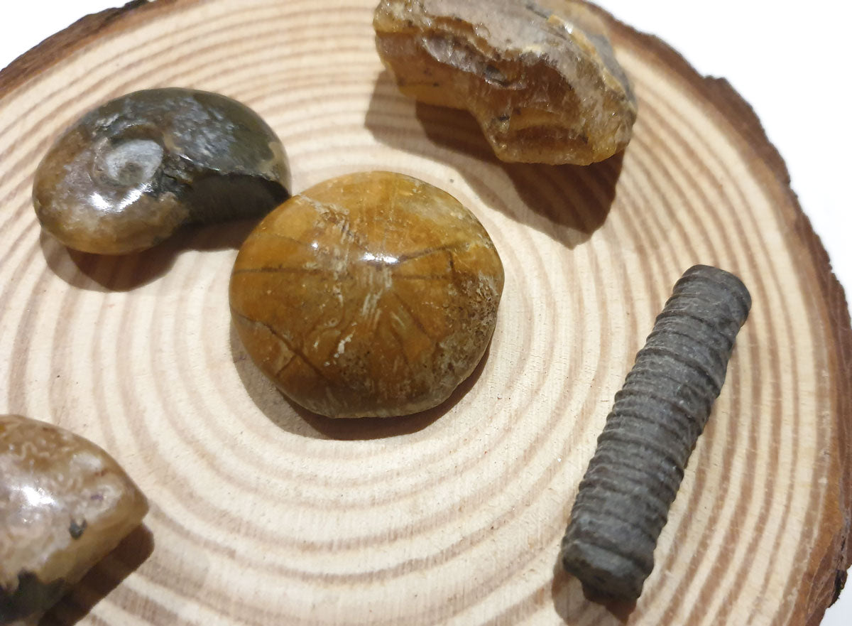 Lote fosiles de Madagascar cuatro