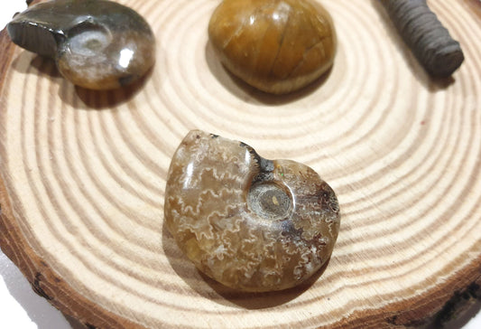 Lote fosiles de Madagascar dos