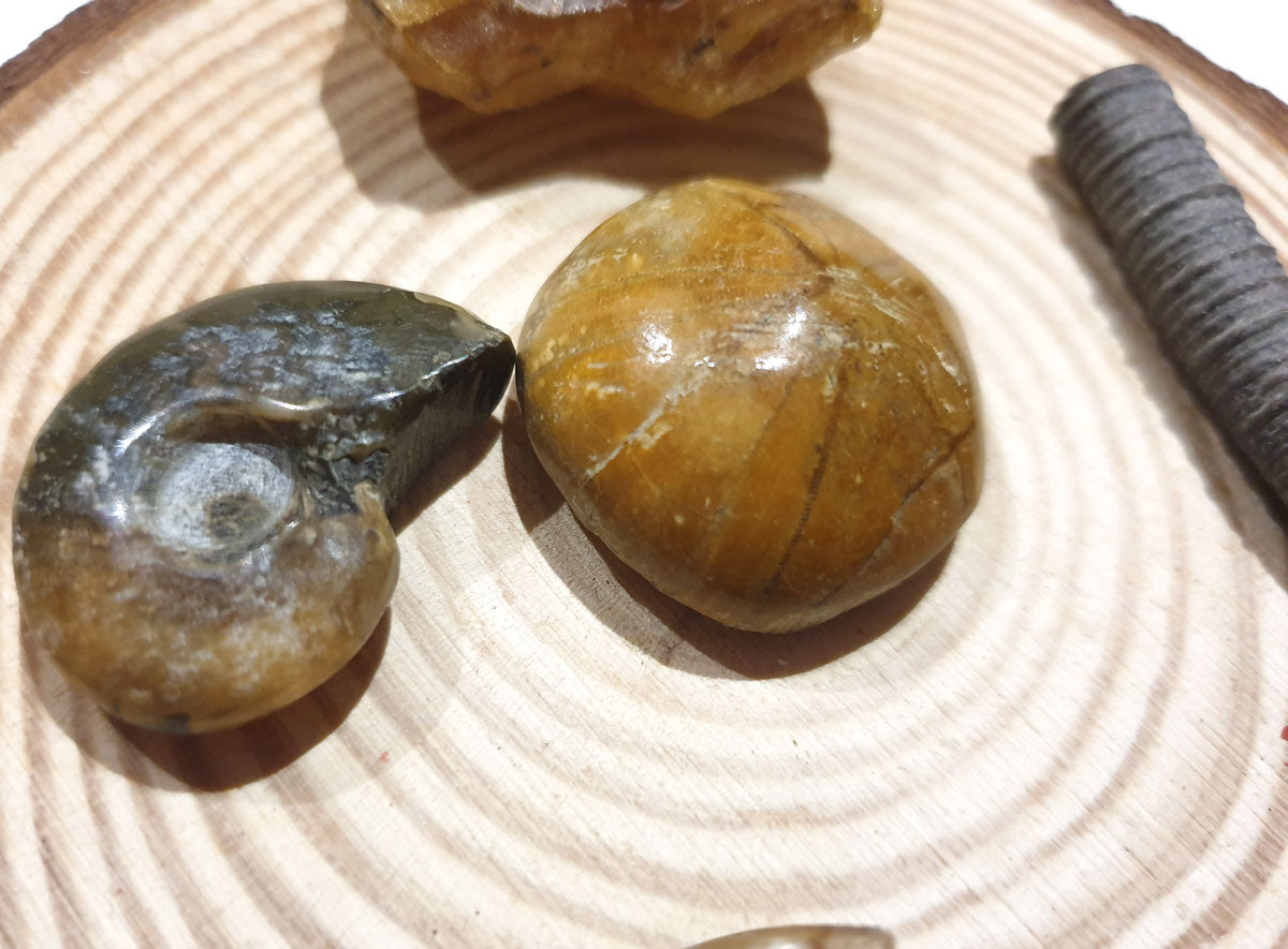 Lote fosiles de Madagascar tres