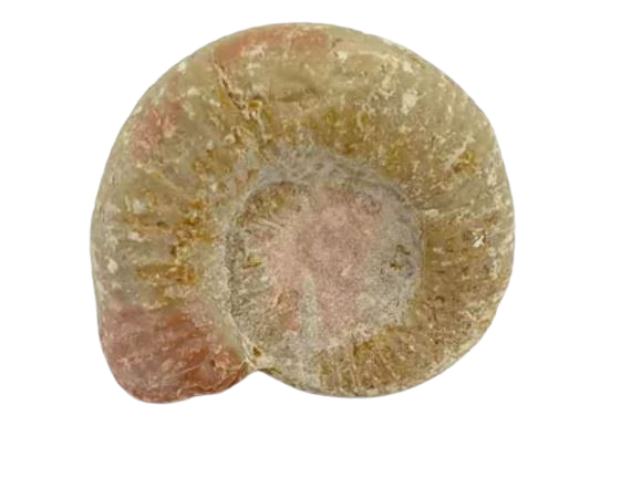 amonite fosil