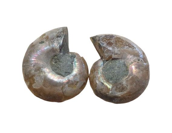 amonite opalizado de Madagascar