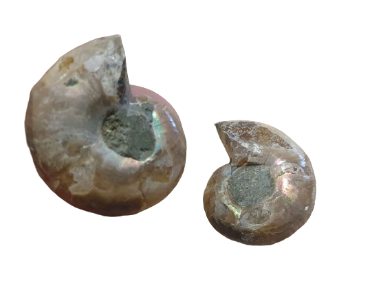 amonite opalizado de Madagascar dos
