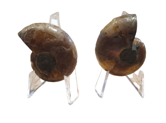 amonite opalizado de Madagascar tres