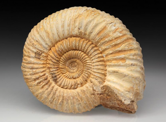 Fósil de ammonite natural con concha espiral, ejemplo de fósil marino para coleccionistas