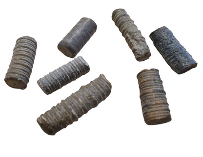 Crinoidea Columnar fosil tres