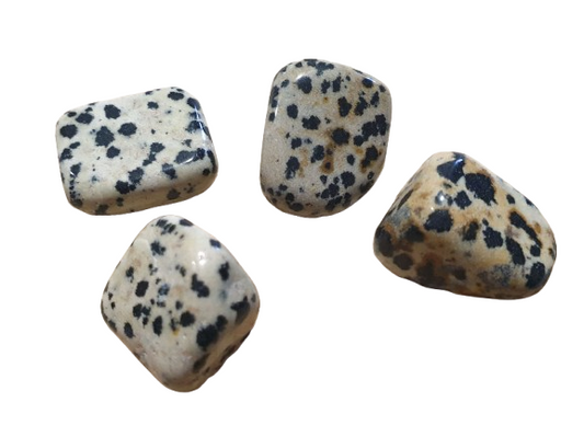Jaspe Dalmata dos
