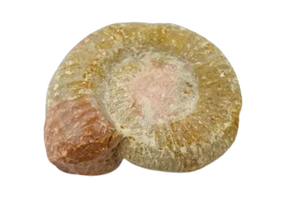 amonite fosil dos