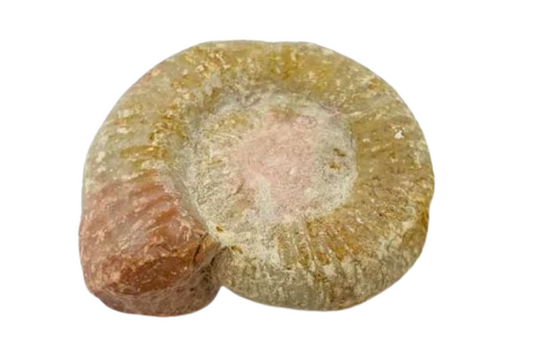 amonite fosil dos