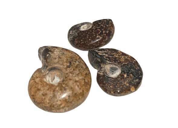 amonites opalizados Madagascar