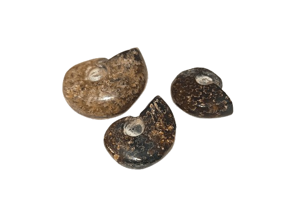 amonites opalizados Madagascar coleccion