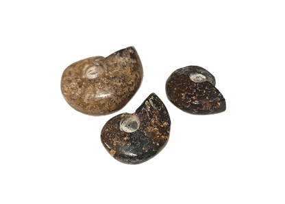 amonites opalizados Madagascar coleccion