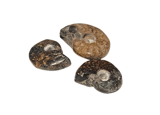 amonites opalizados Madagascar naturales