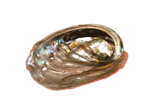 Concha Abalón Roscado