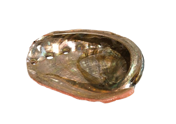 Concha Abalón Roscado