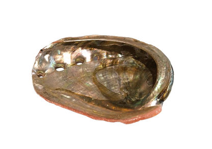 Concha Abalón Roscado