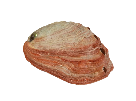 Concha Abalón Roscado