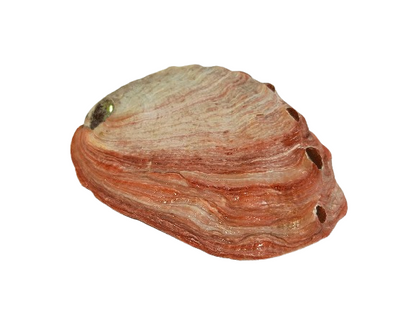 Concha Abalón Roscado