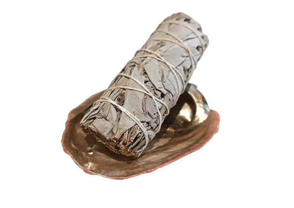 Concha Abalón Roscado